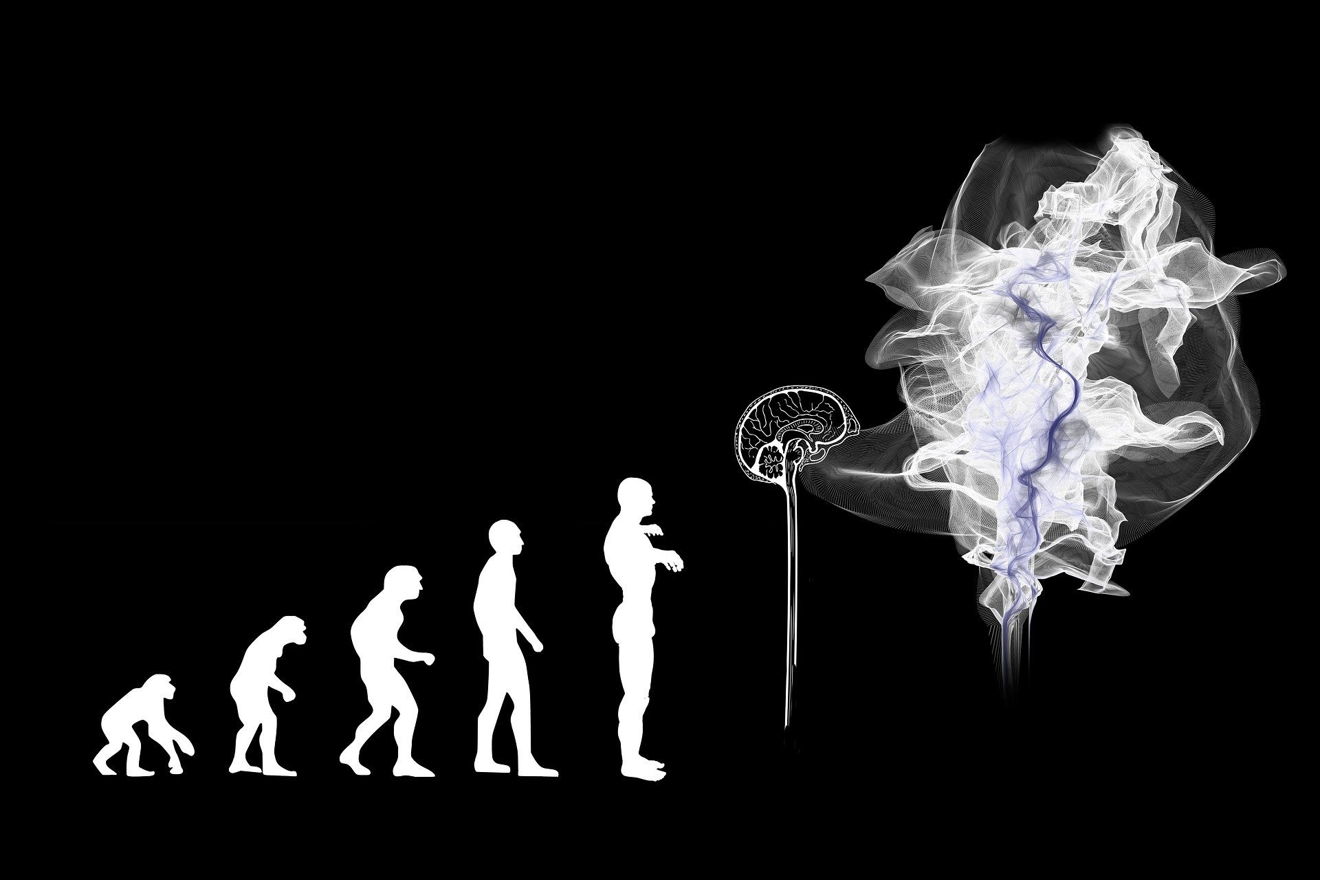 Evolution hin zur KI