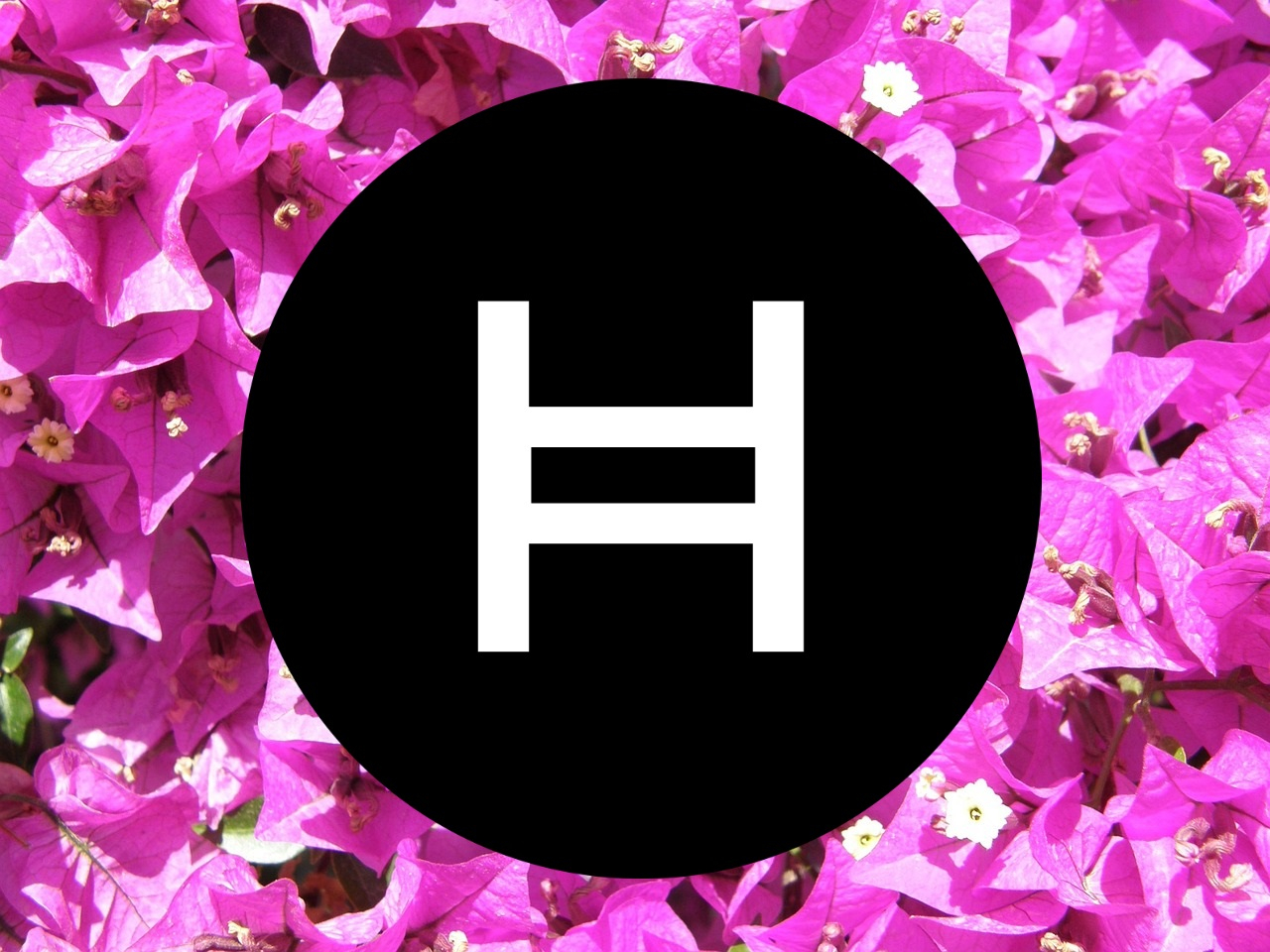 Hedera (HBAR) Logo Wallpaper