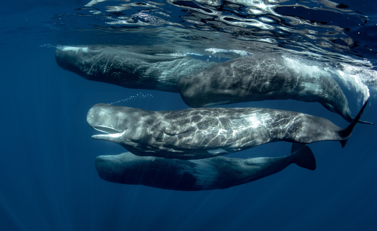 A pod of whales swimming underwater.