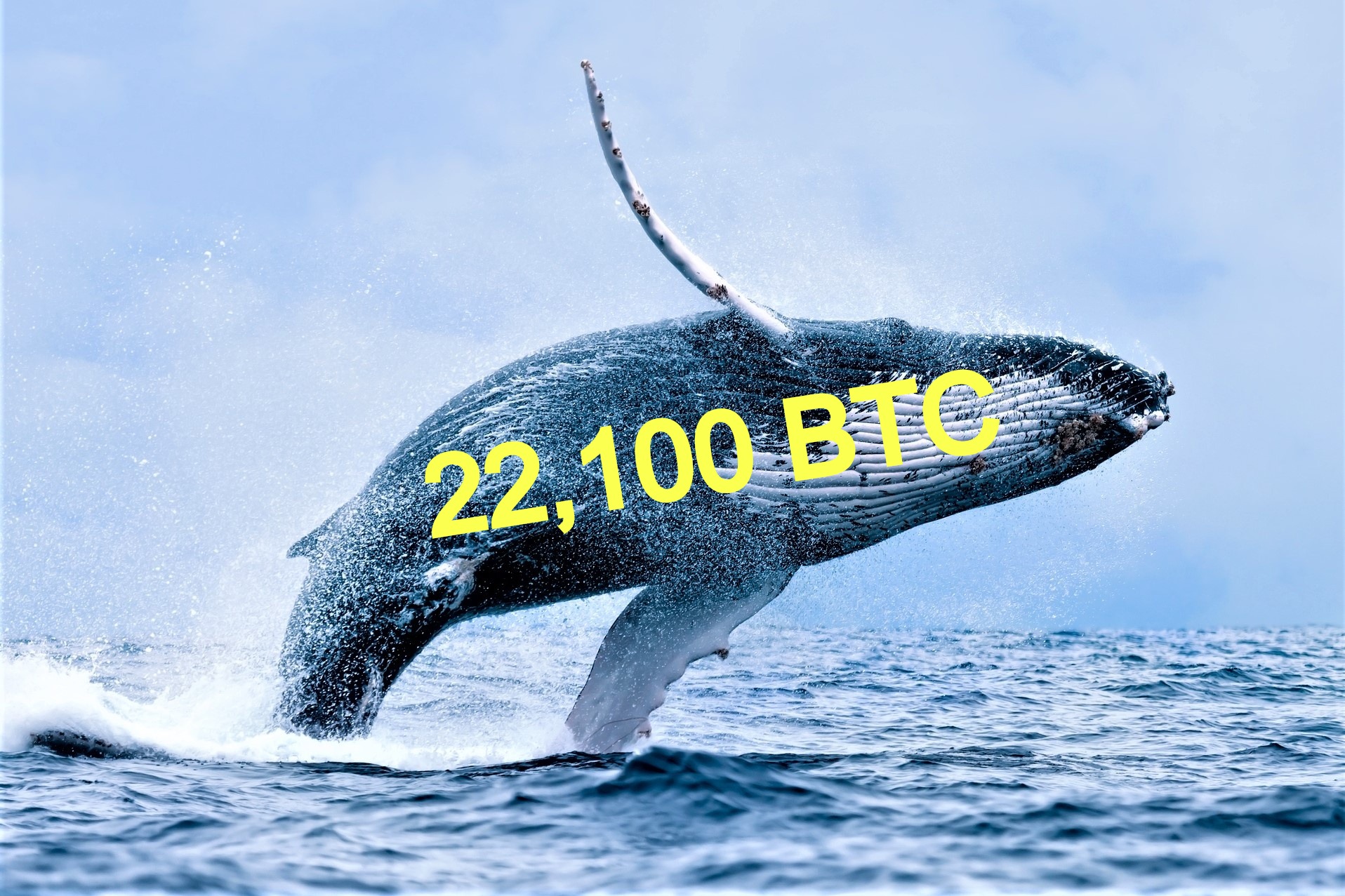 Bitcoin Price Crashes as Whales Are on the Move