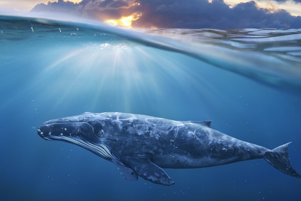 Ethereum Balinaları Varlıklarını Bir Ayda Neredeyse İkiye Katladı – Rapor