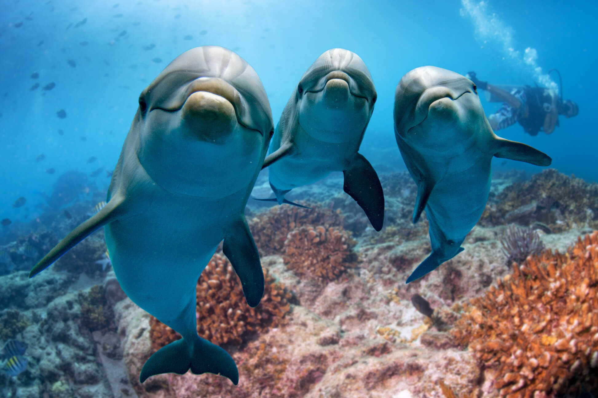 Vous avez du Bitcoin (BTC)? Êtes-vous un dauphin? Un crabe ou… une crevette?