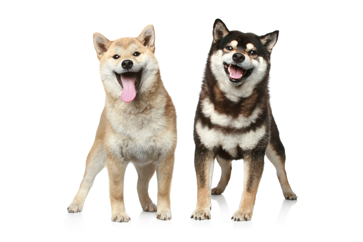 Shiba Inu и Dogecoin борются за звание главной мем-монеты