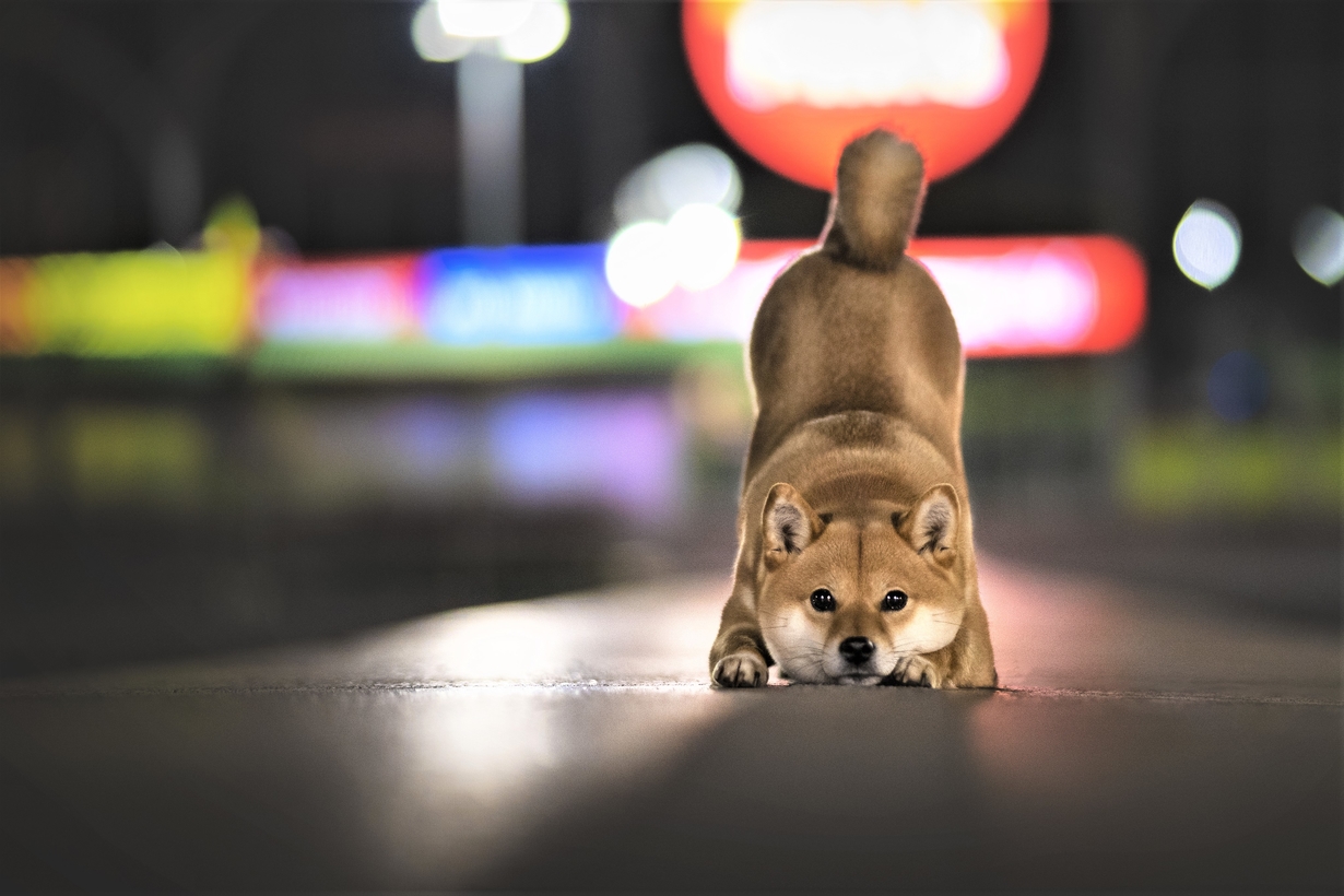 Especuladores de Shiba Inu Podem Aprender Lição com Dogecoin