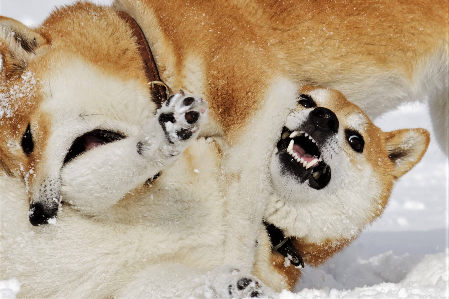 Outras Moedas com Tema de Cães (e Gatos) em Forte Alta Durante Disputa entre SHIB e DOGE