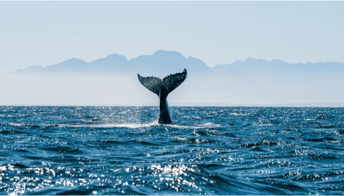 نهنگ های بیت‌ کوین صرافی‌های کریپتو را ترک می‌کنند