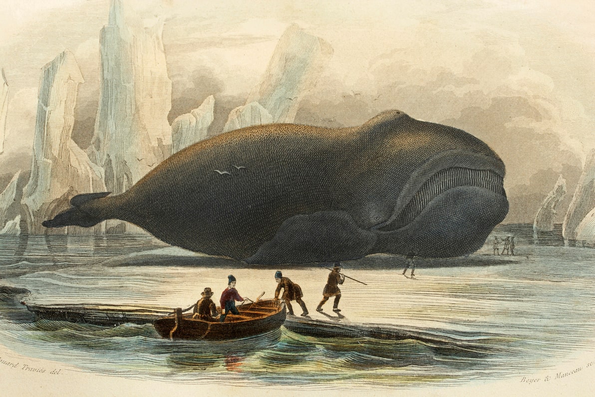 O credor ‘DeFi’ Solend vai para a caça de “baleias” e retrocede