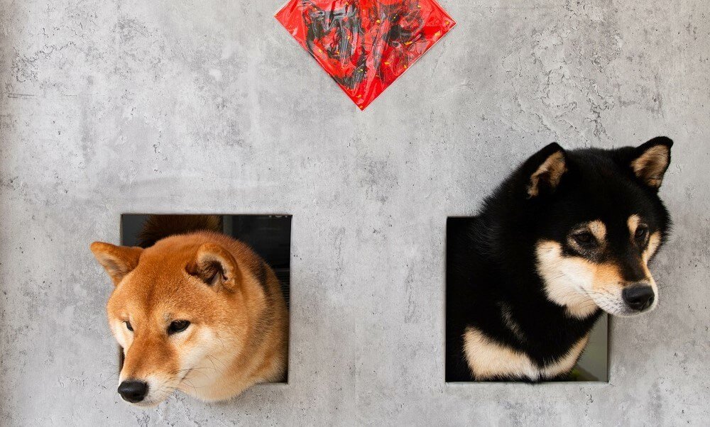 Самые популярные “собачьи” монеты растут 4 недели подряд по мере развития Shiba Inu