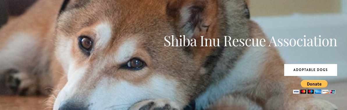 Shiba Inu rescue association