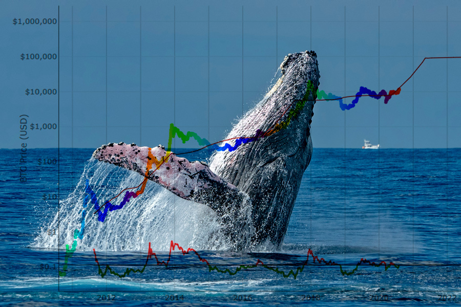 Crypto Whales Slaan Deze Altcoins in voor de Volgende Bull Markt - Dit is Waarom