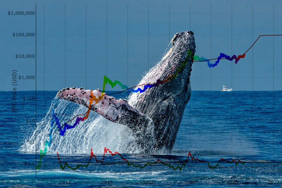 Crypto Whales Verwachten dat Deze 3 Altcoins Explosief Kunnen Groeien &amp;amp;ndash; Dit is Waarom