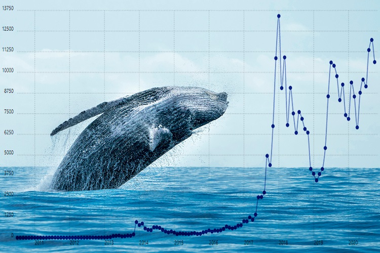 Le balene stanno accumulando queste crypto poco conosciute: ecco perché