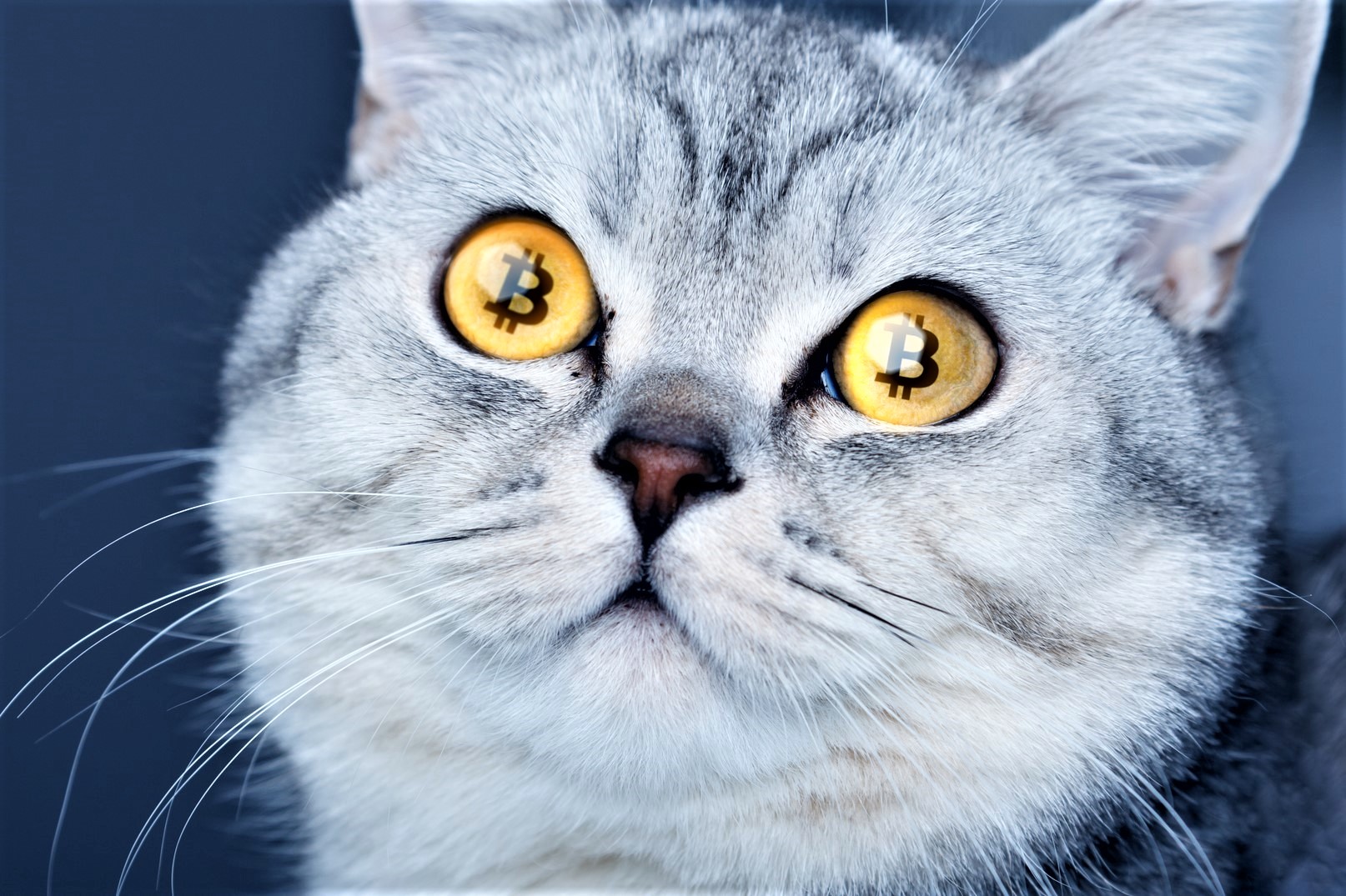 “How Cats Caused Crypto Frenzy”- Festival of Bad Hypotheses