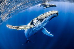 Whale Rakes in USD 9 Million as Bitcoin Market Slides 101