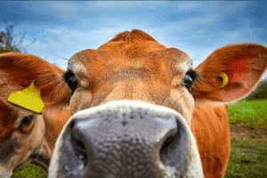 Bitcoin Bulls Just Got A New Friend - The Bitcoin Cow, Bitkoinka 101