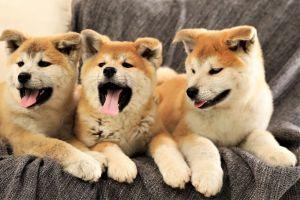 Dogecoin Wannabes Flood The Market With Pumps & Dumps 101