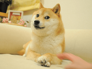 doge meme nft