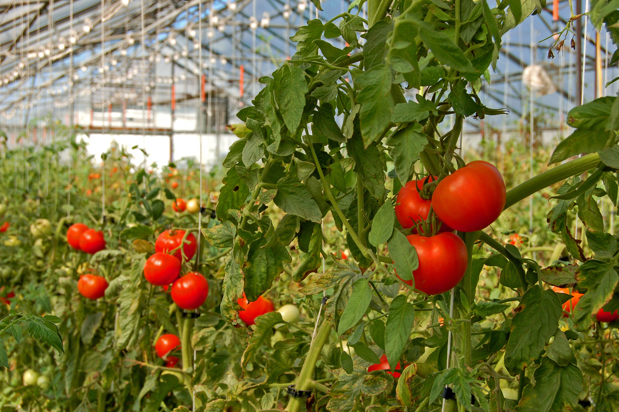 Tomates, fraises et cryptomonnaies 0001