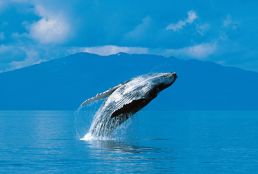 C’est quoi une baleine? 0001