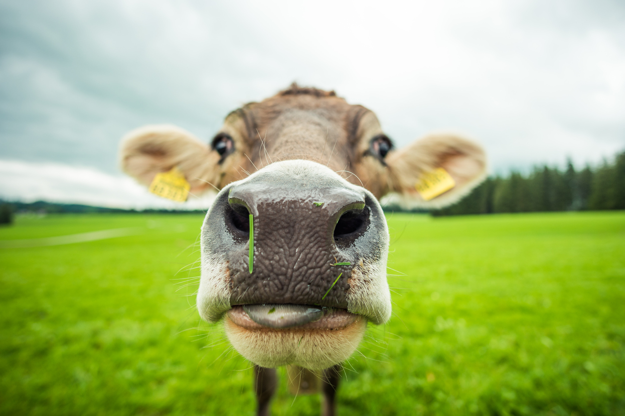 Carrefour utilise à nouveau la blockchain pour tracer son lait 0001