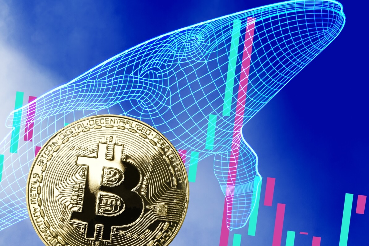 Number of Bitcoin Whales Rises, but Their Wealth 'Declines'