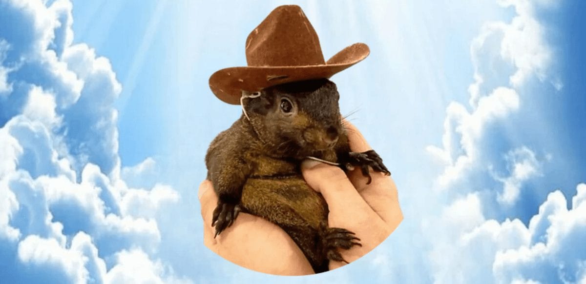 PNUT coin