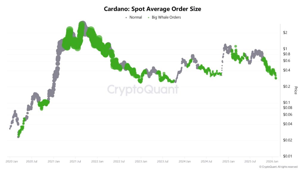 Cardano spot average order size. Source: CryptoQuant.