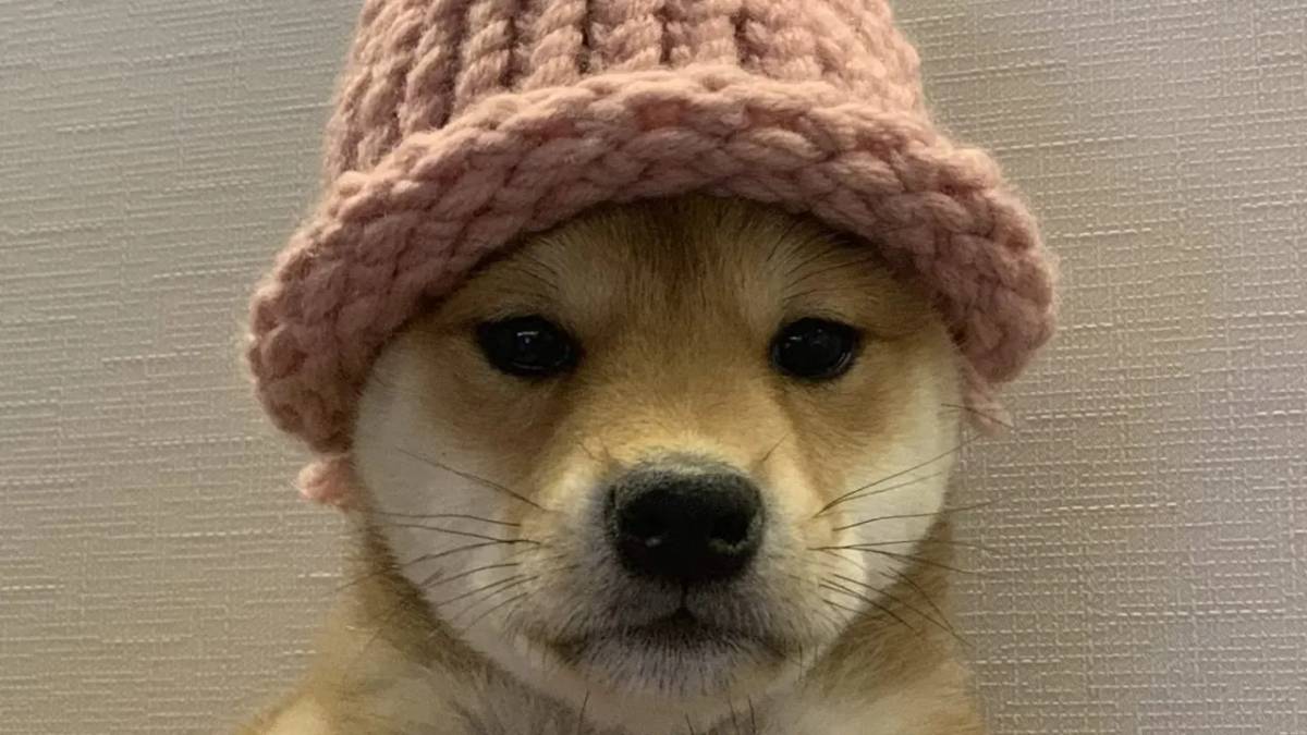 El curioso caso de Dogwifhat como parte de las criptomonedas caninas