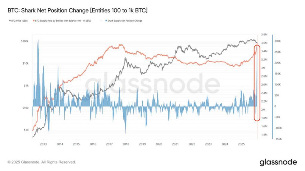 BTC Shark - kripto terbaik untuk dibeli