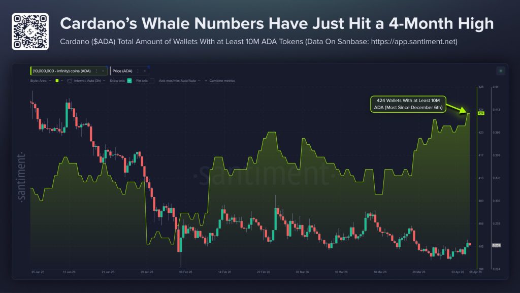 crypto whale Cardano aankopen in april