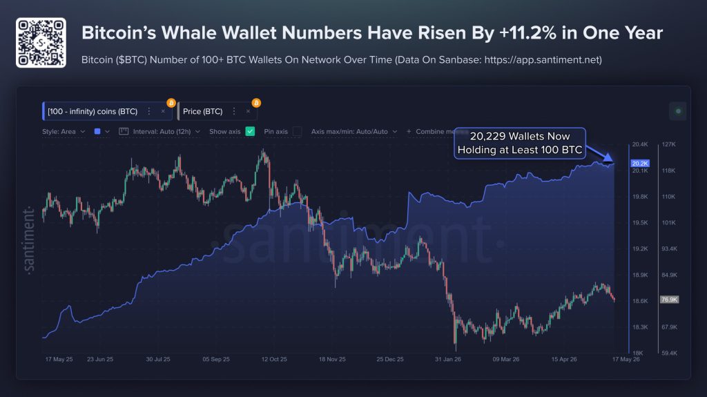 Bitcoin whale count groeit