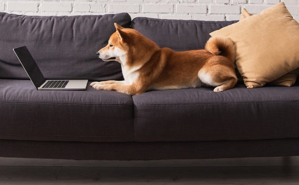 كلب من نوع شيبا إينو يجلس على أريكة مقابل حاسب محمول المصدر: AdobeStock/LIGHTFIELD STUDIOS 